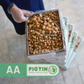 سورتینگ بهداشتی و آمادهسازی کارتن انجیر خشک استهبان گرید AA فیگتین